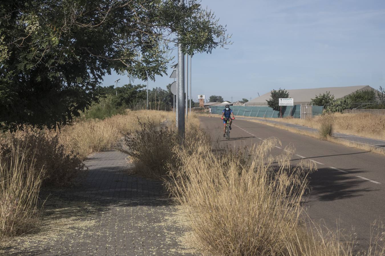 La maleza no permite a los peatones caminar por las aceras