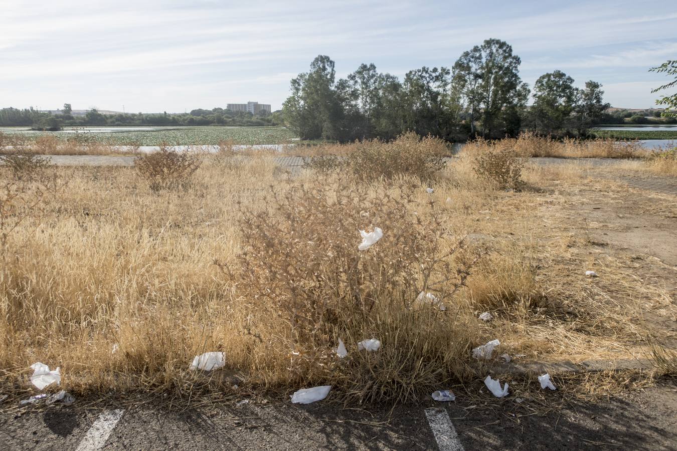 La maleza no permite a los peatones caminar por las aceras