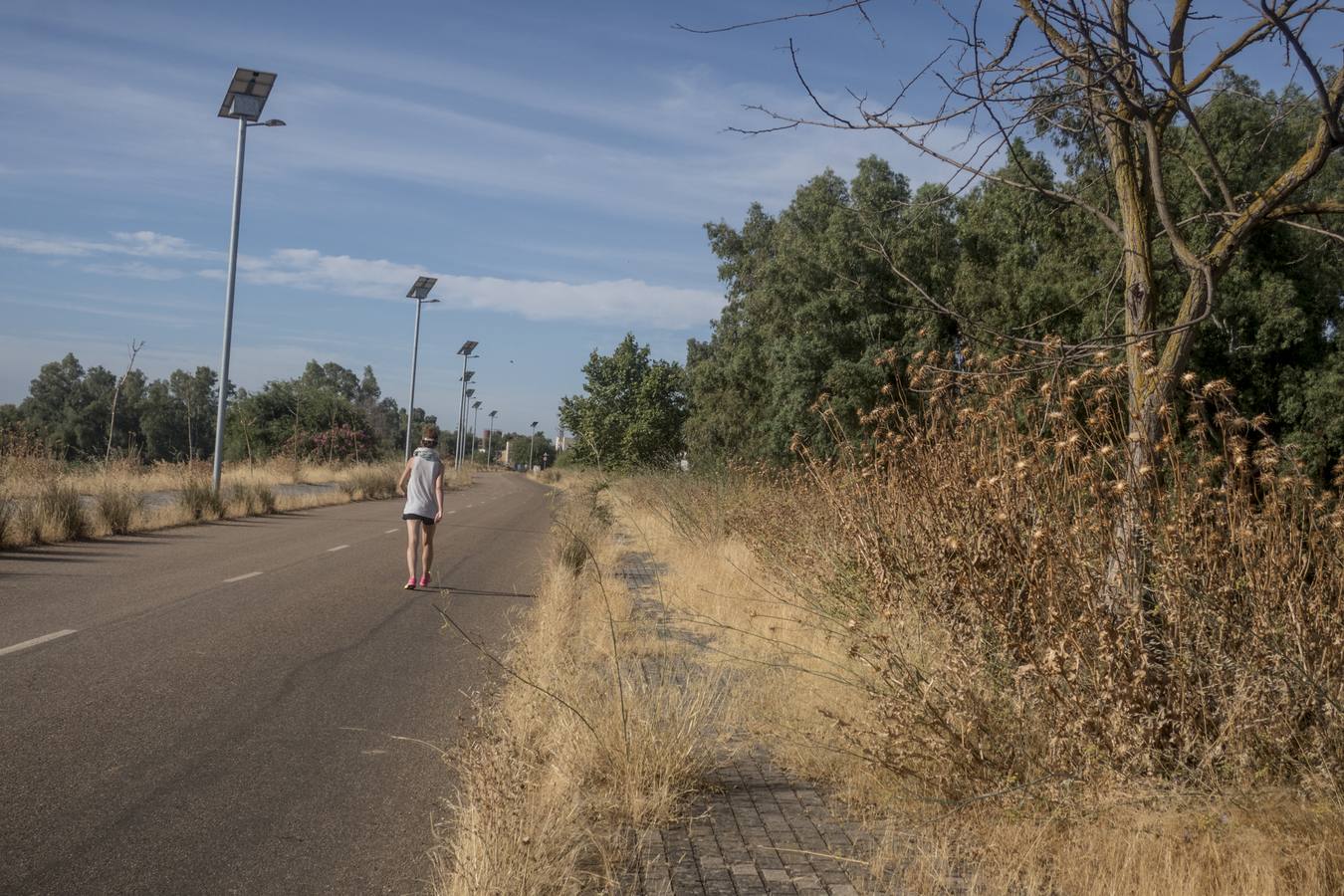 La maleza no permite a los peatones caminar por las aceras