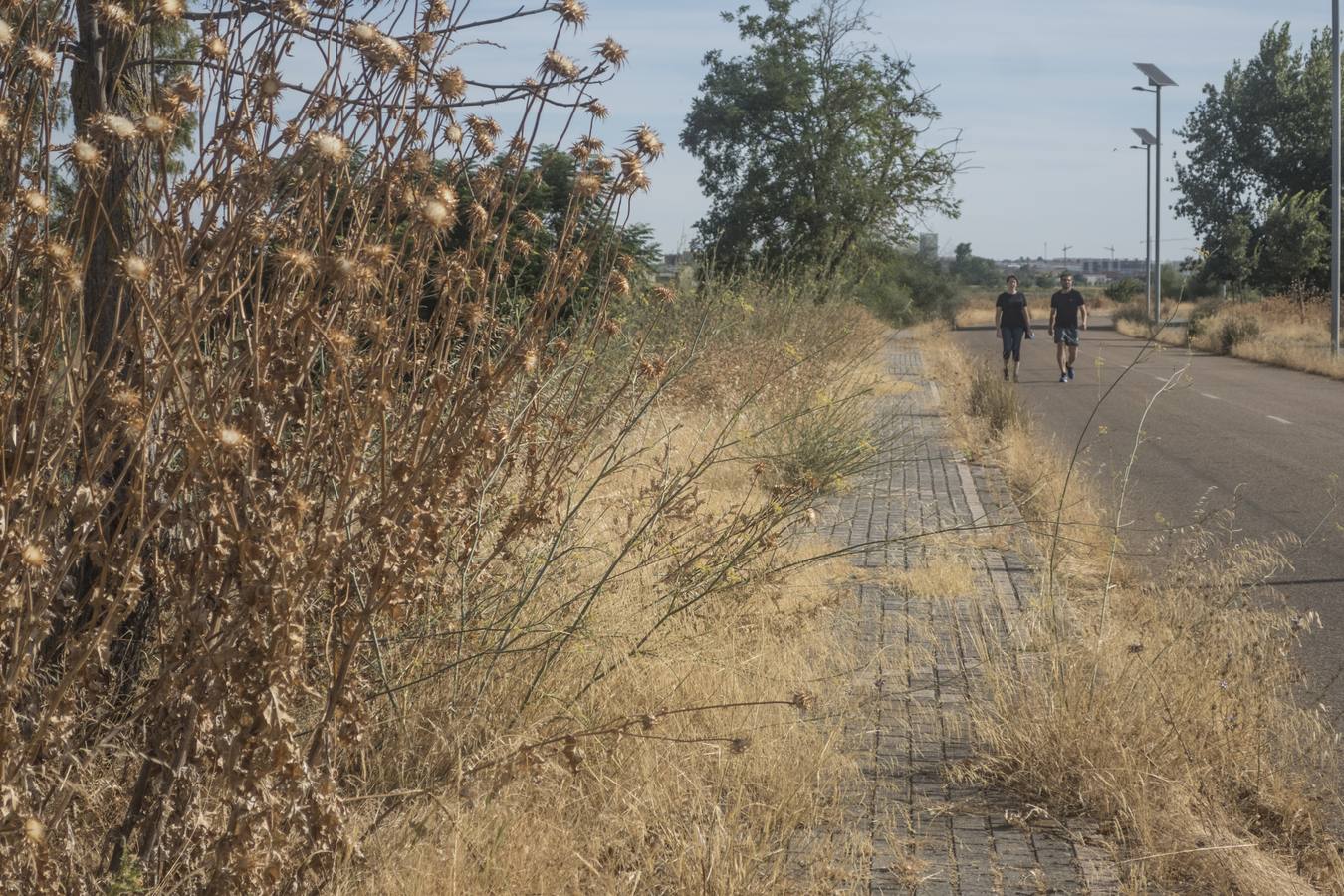 La maleza no permite a los peatones caminar por las aceras