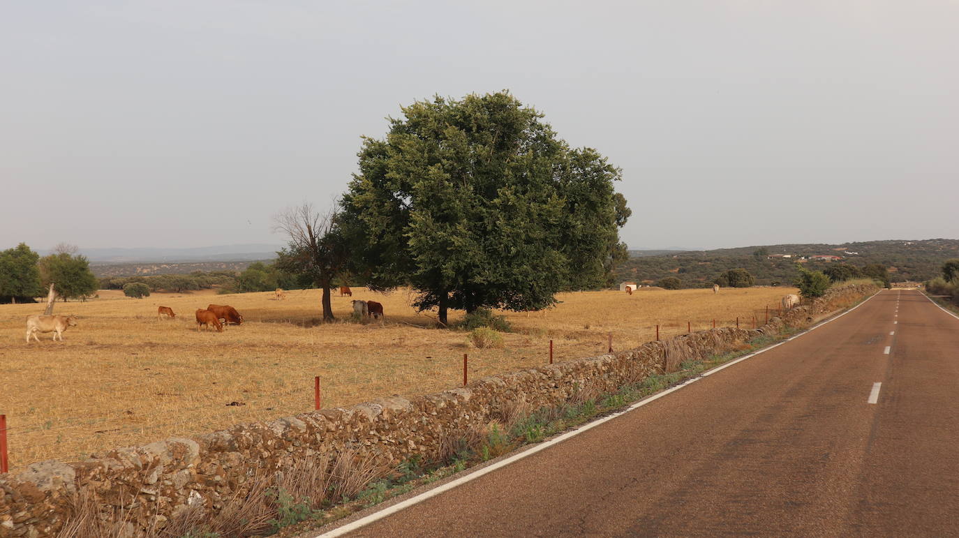 Fotos: RINCONES CON ENCANTO | BA-139, la carretera con la mejor dehesa