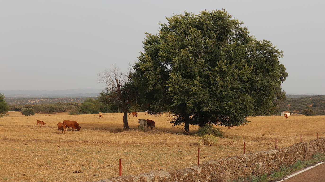 Fotos: RINCONES CON ENCANTO | BA-139, la carretera con la mejor dehesa