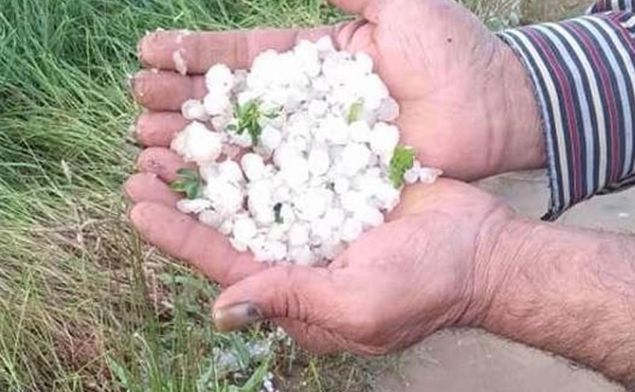 Un agricultor muestra el pedrisco que ha dañado cultivos en la zona de Coria