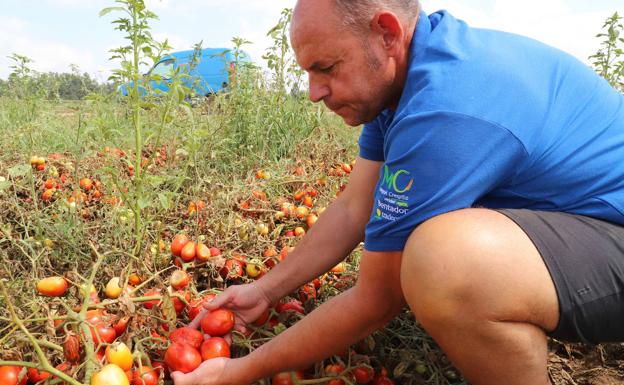 Antonio Jesús, uno de los agricultores afectados, muestra tomates dañados. 