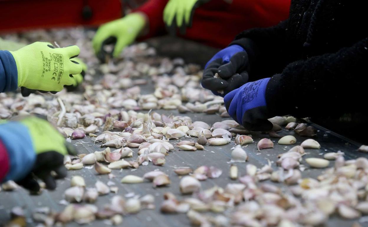 El SES realiza test serológicos a la plantilla de un almacén de ajos de Aceuchal