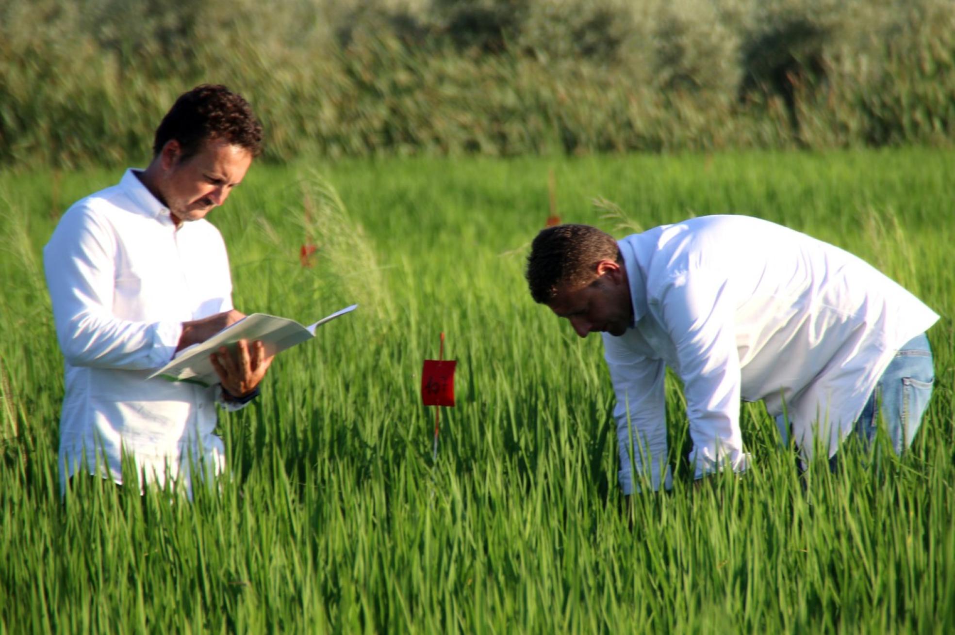 t Los técnicos hacen visitas diarias a los campos de arroz. 