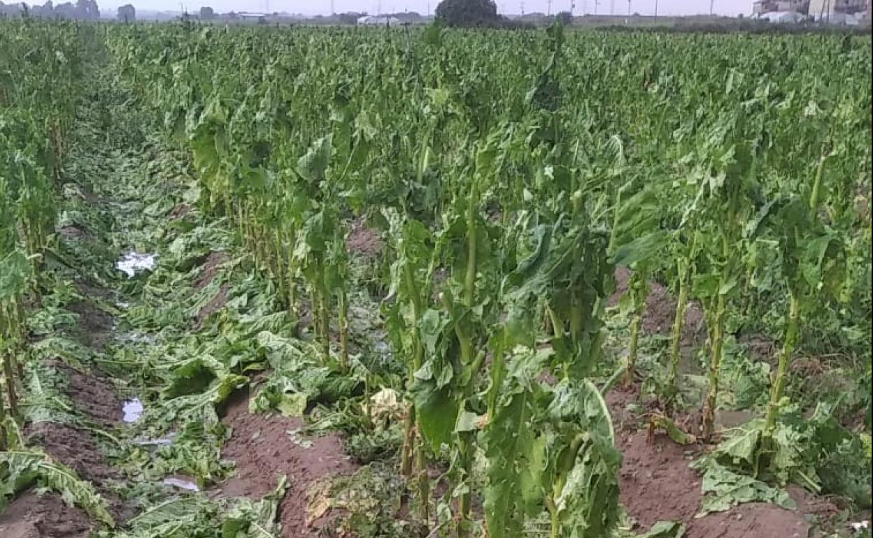 EL granizo ha acabado con parte de la producción de tabaco de La Vera