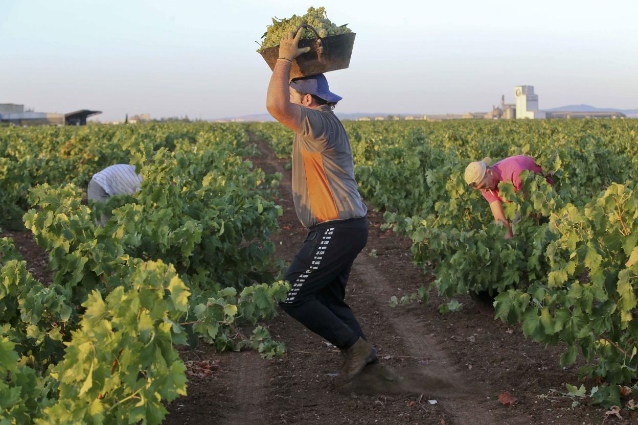 Un jornalero a finales de agosto en Almendralejo. 