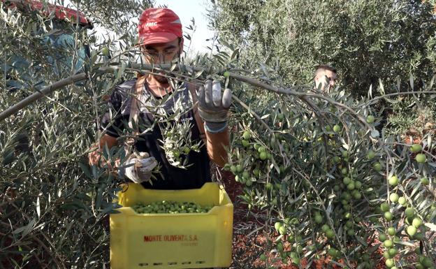 Un jornalero cosecha aceituna de mesa en un olivar de Aldea de Cortegana, pedanía de Solana de los Barros.