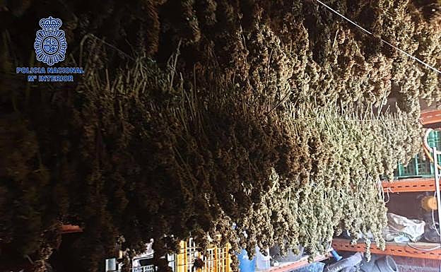 Dos arrestados en Villanueva por una plantación de marihuana con plantas de hasta tres metros