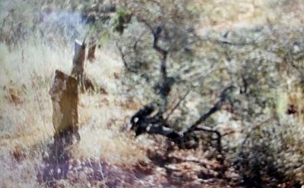 Talado. Tronco de uno de los olivos talados en Palomero. Al lado, la copa del árbol cortada. 