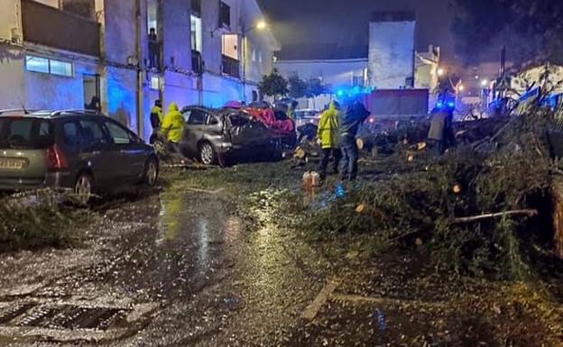 Una personas ha resultado herida por la caída de un árbol 