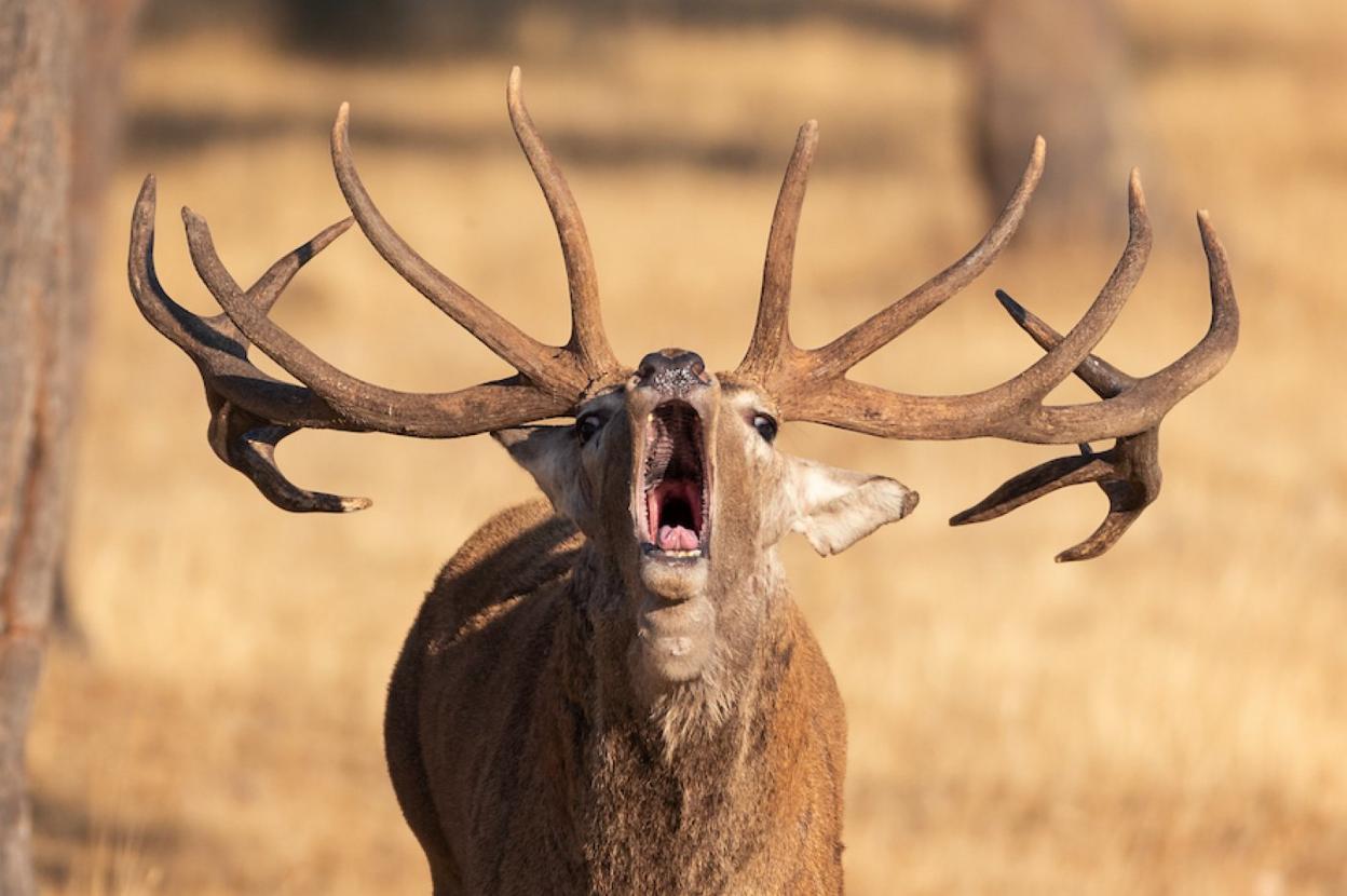 Foto ganadora en categoría Caza'. 