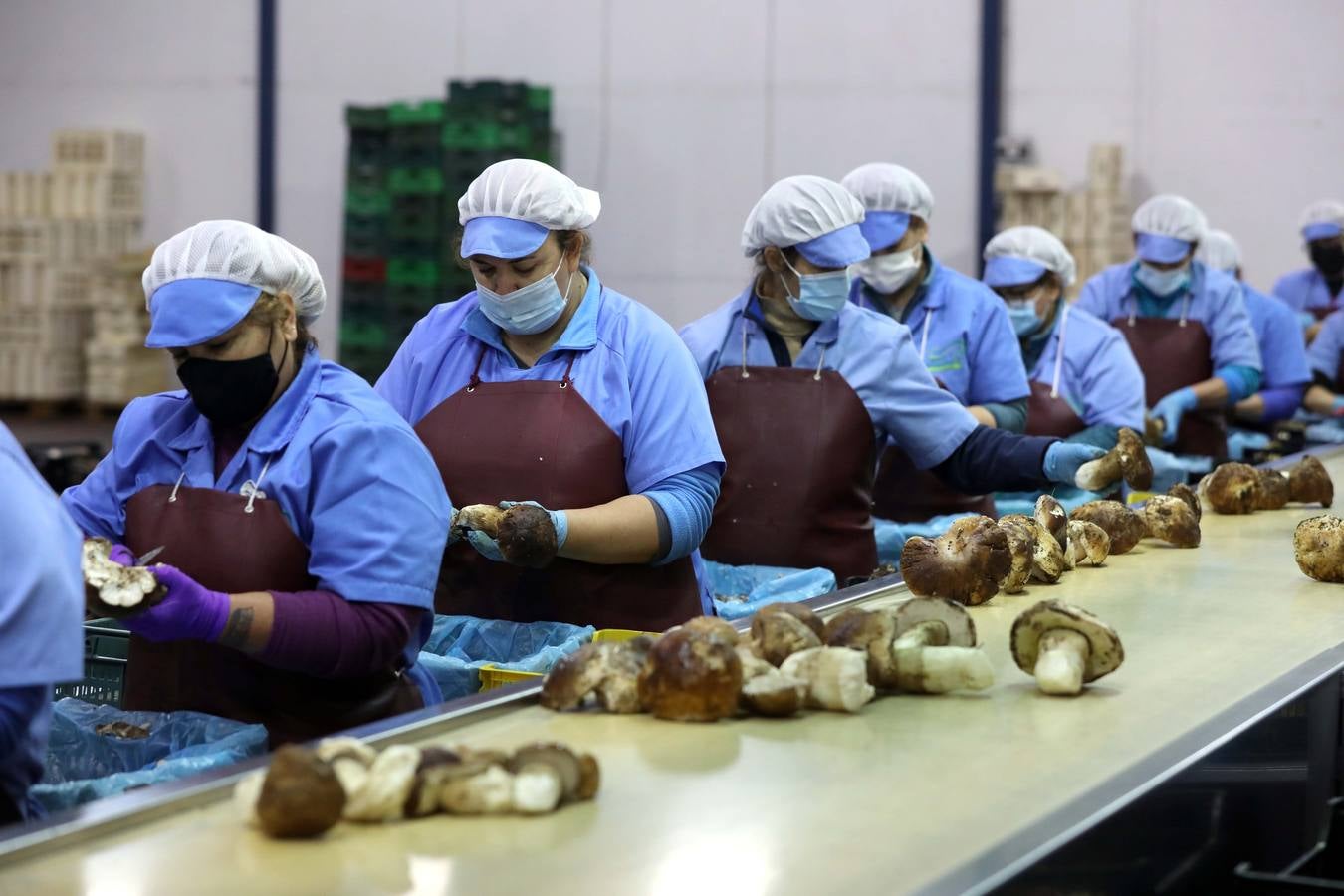 Trabajadores de Productos Silvestres Julián Martín muestran las setas en la fábrica de Moraleja. 