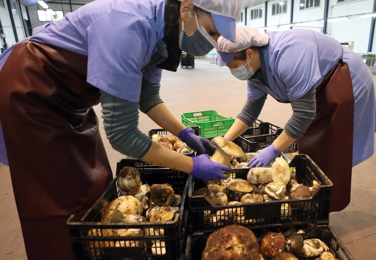 Trabajadores de Productos Silvestres Julián Martín muestran las setas en la fábrica de Moraleja. 