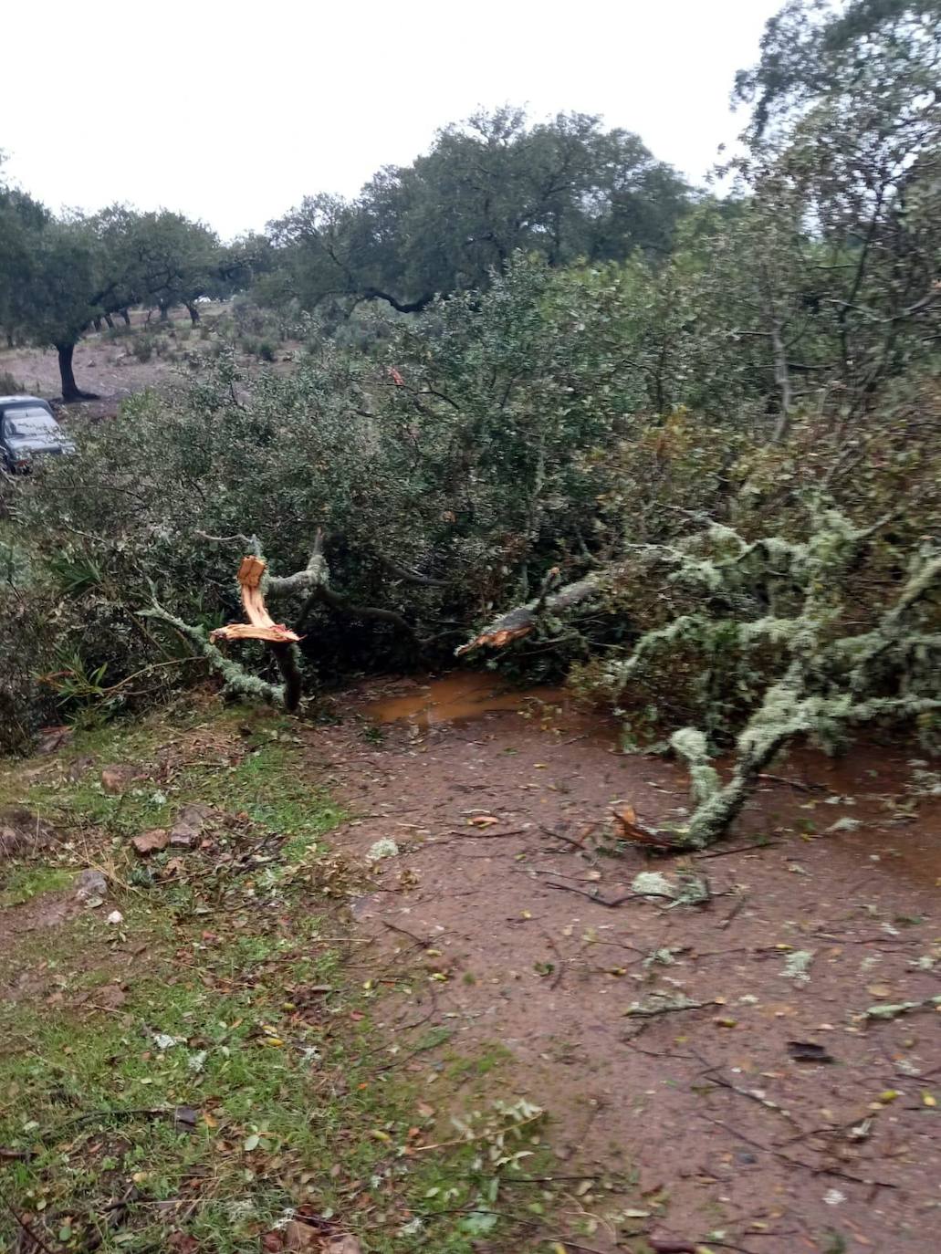 Fotos: Destrozos provocados por el vendaval registrado este viernes