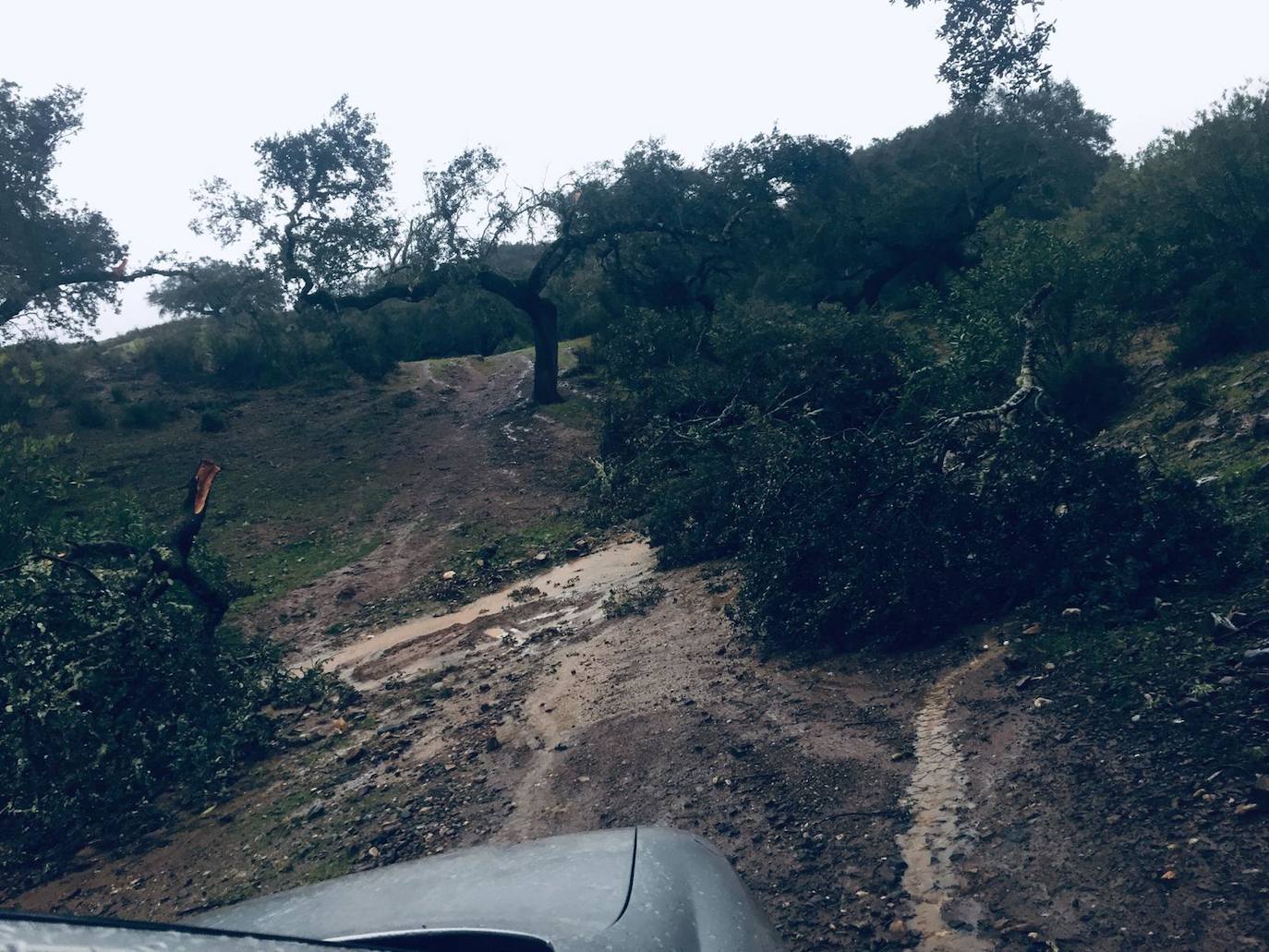 Fotos: Destrozos provocados por el vendaval registrado este viernes