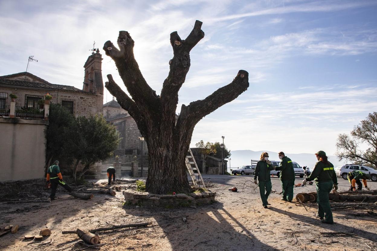 El último gran olmo de la ciudad, ya sin sus ramas. 