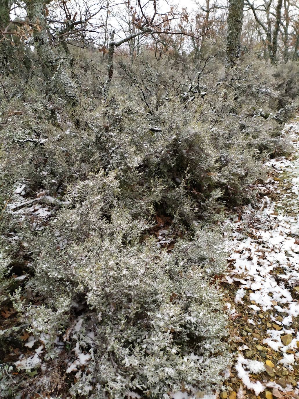 Nieve en el entorno de Piornal, el pueblo más alto del Valle del Jerte y de toda la región