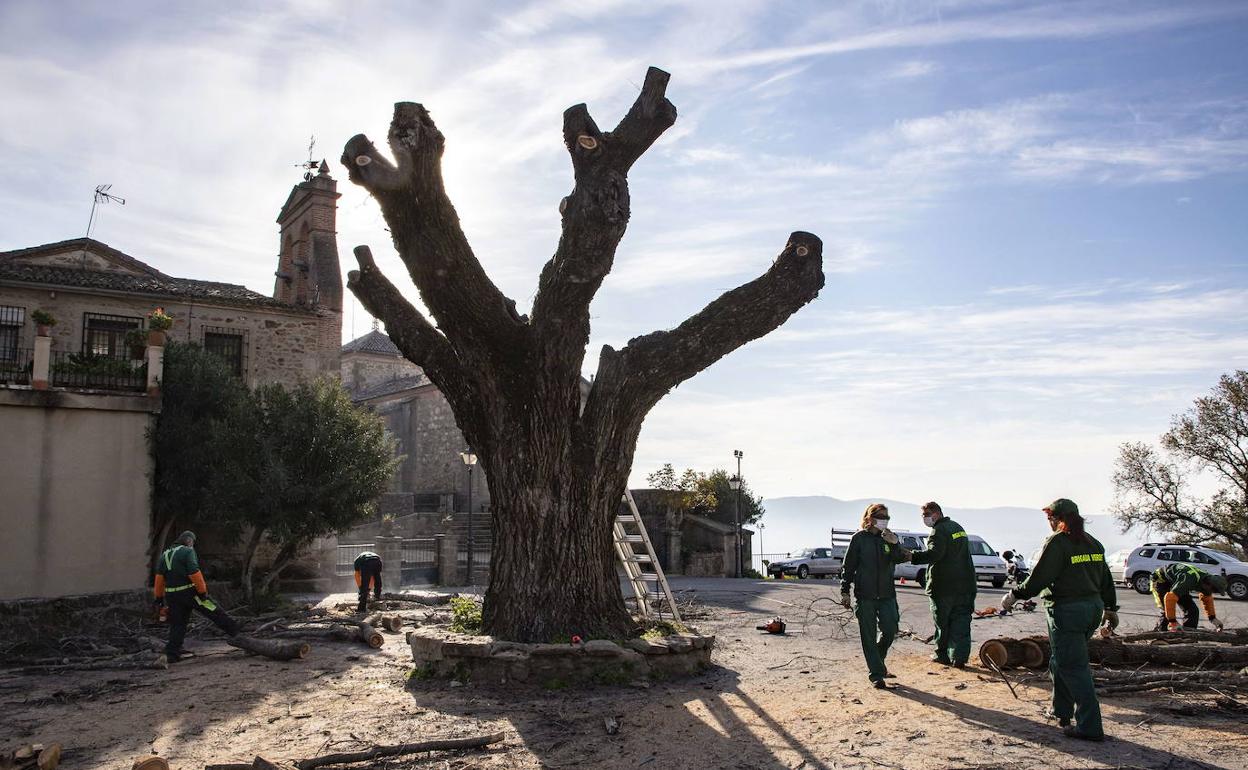 La Diputación de Badajoz oferta un curso de poda e injertos frutales en Guadajira