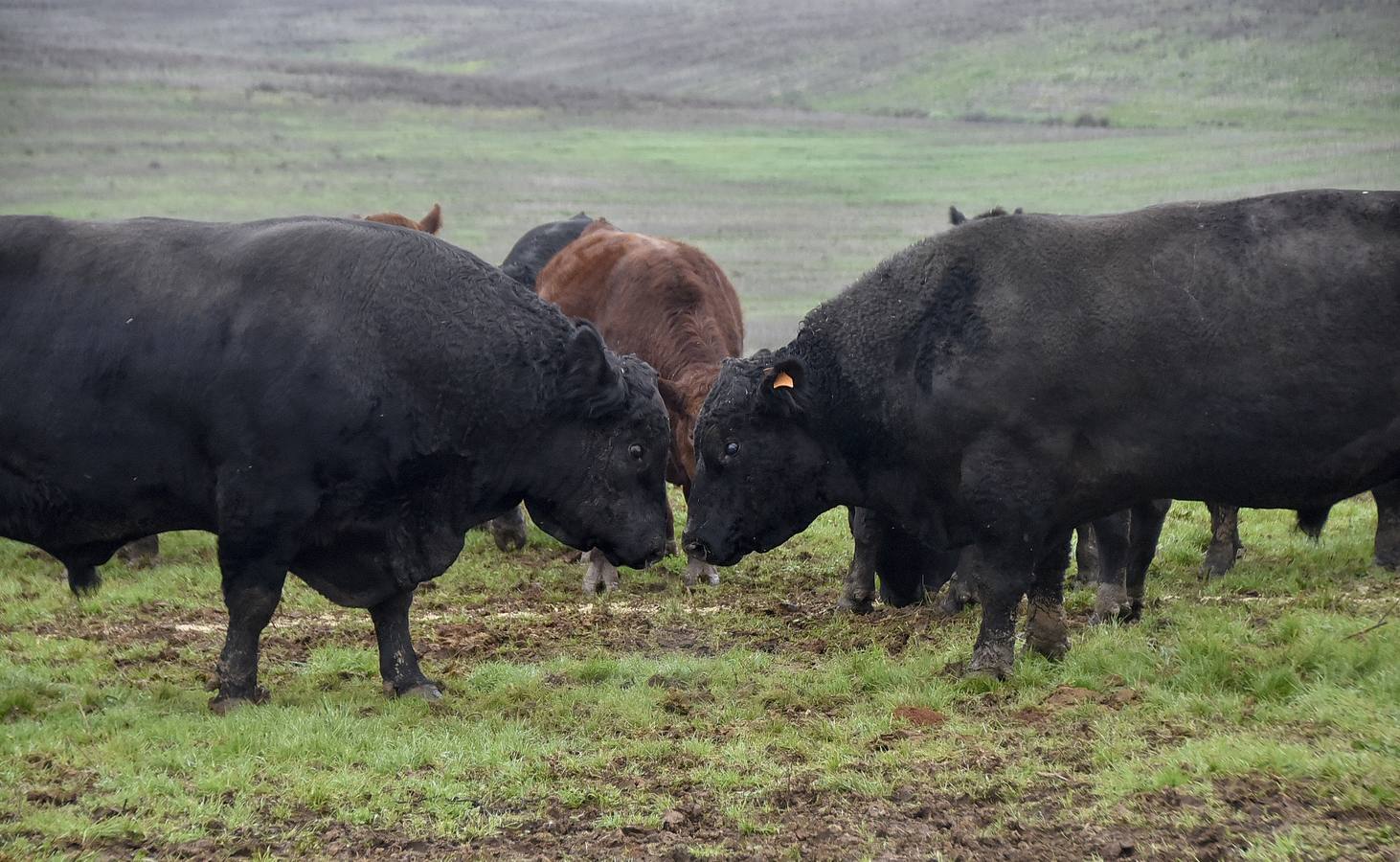La raza angus en una de las fincas en Badajoz