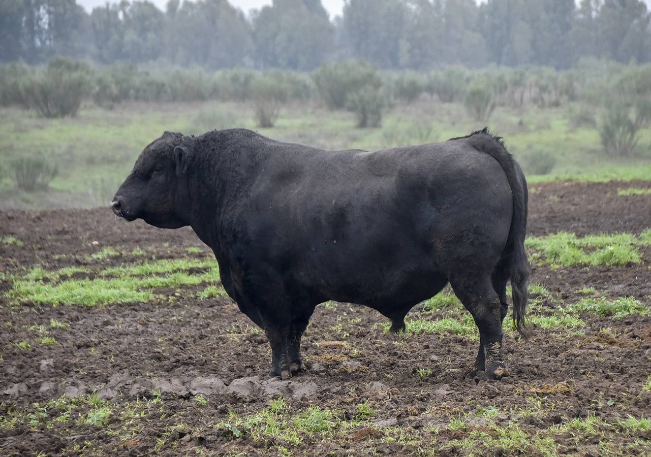 La raza angus en una de las fincas en Badajoz