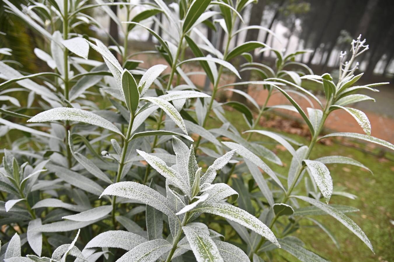 Las bajas temperaturas ofrecen una estampa idílica de Badajoz 