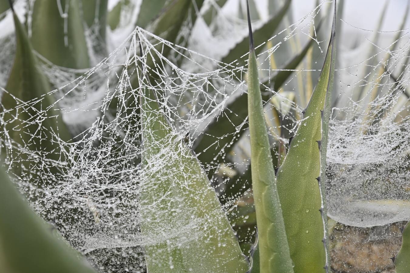 Las bajas temperaturas ofrecen una estampa idílica de Badajoz 