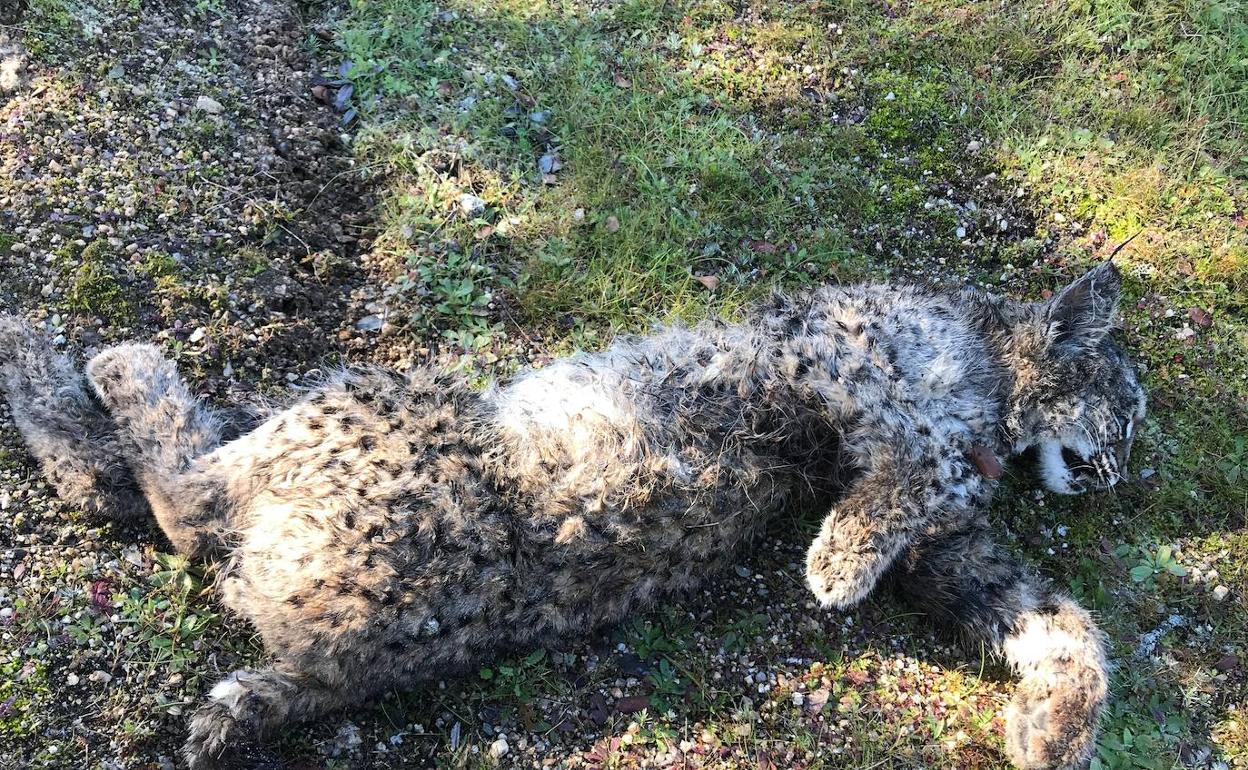 Hallan muerto a un cachorro de lince en un espacio protegido en Don Benito