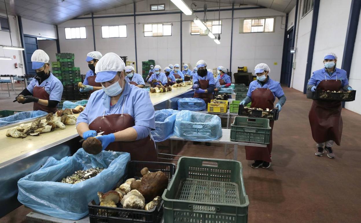 Fábrica de tratamiento y envasado de productos silvestre en Moraleja.