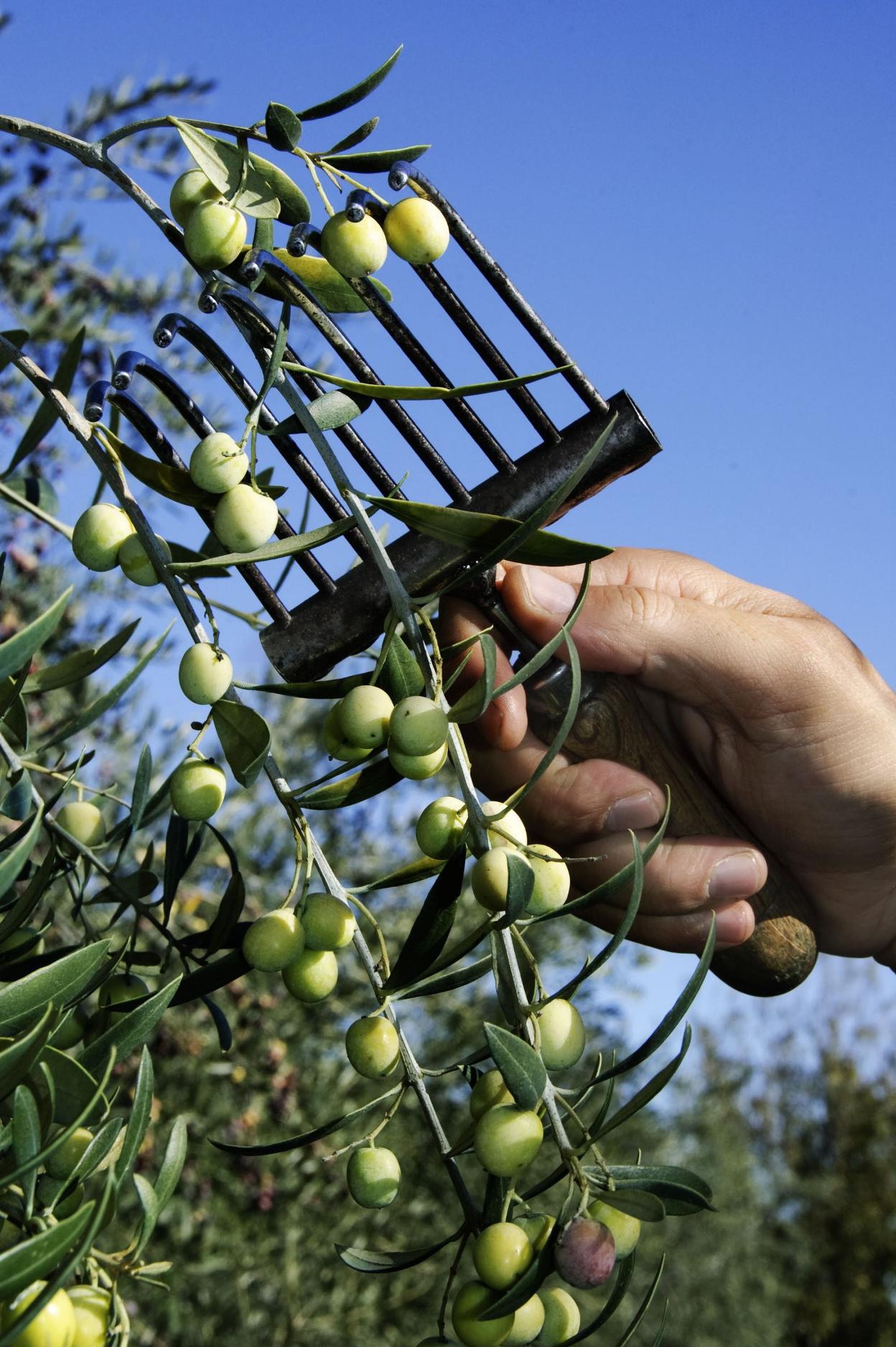 El olivar ecológico actúa como sumidero de CO2. 