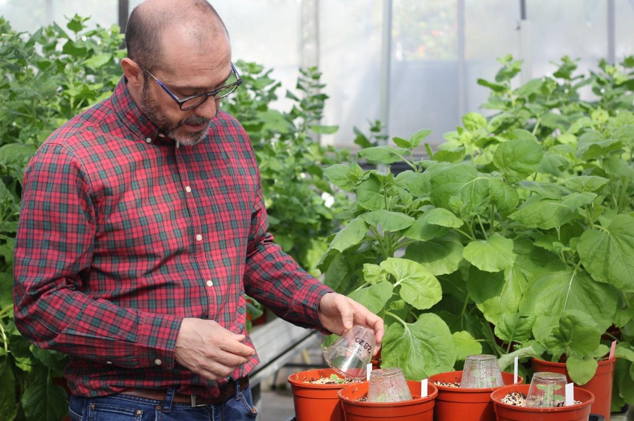 Diego Orzáez, coordinador del proyecto Newcotiana. 