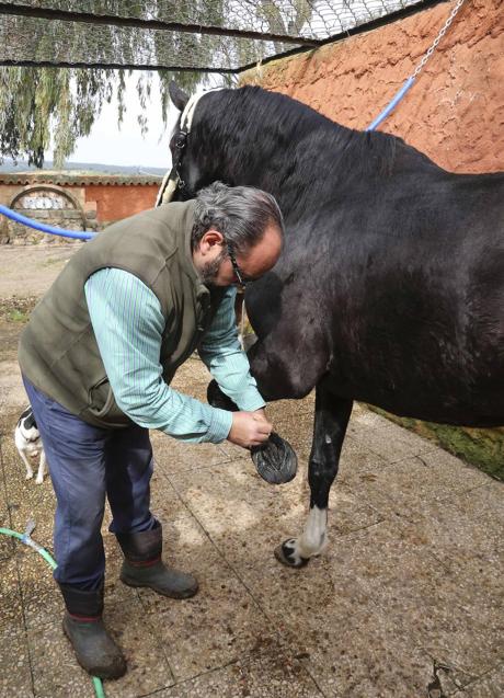 Imagen - Fernando Molina, con un ejemplar en su finca emeritense.