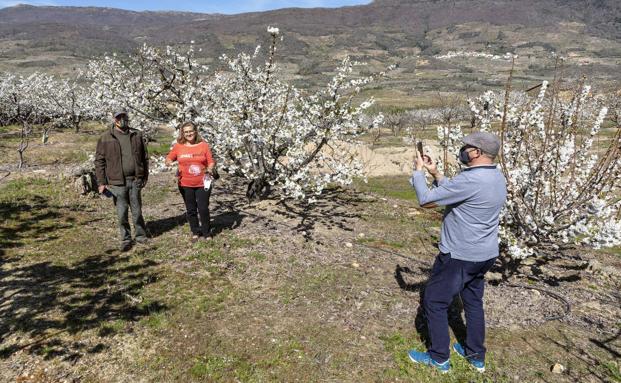 Visitantes ayer en la zona baja del Valle del Jerte, donde la floración ronda ya el 50% 