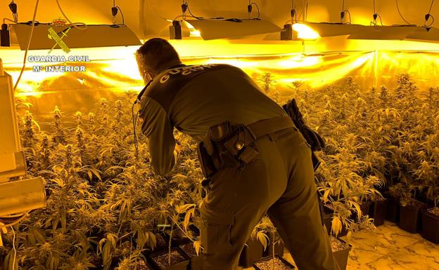 La Guardia Civil detiene a dos personas y decomisa 300 plantas de marihuana en Villa del Campo