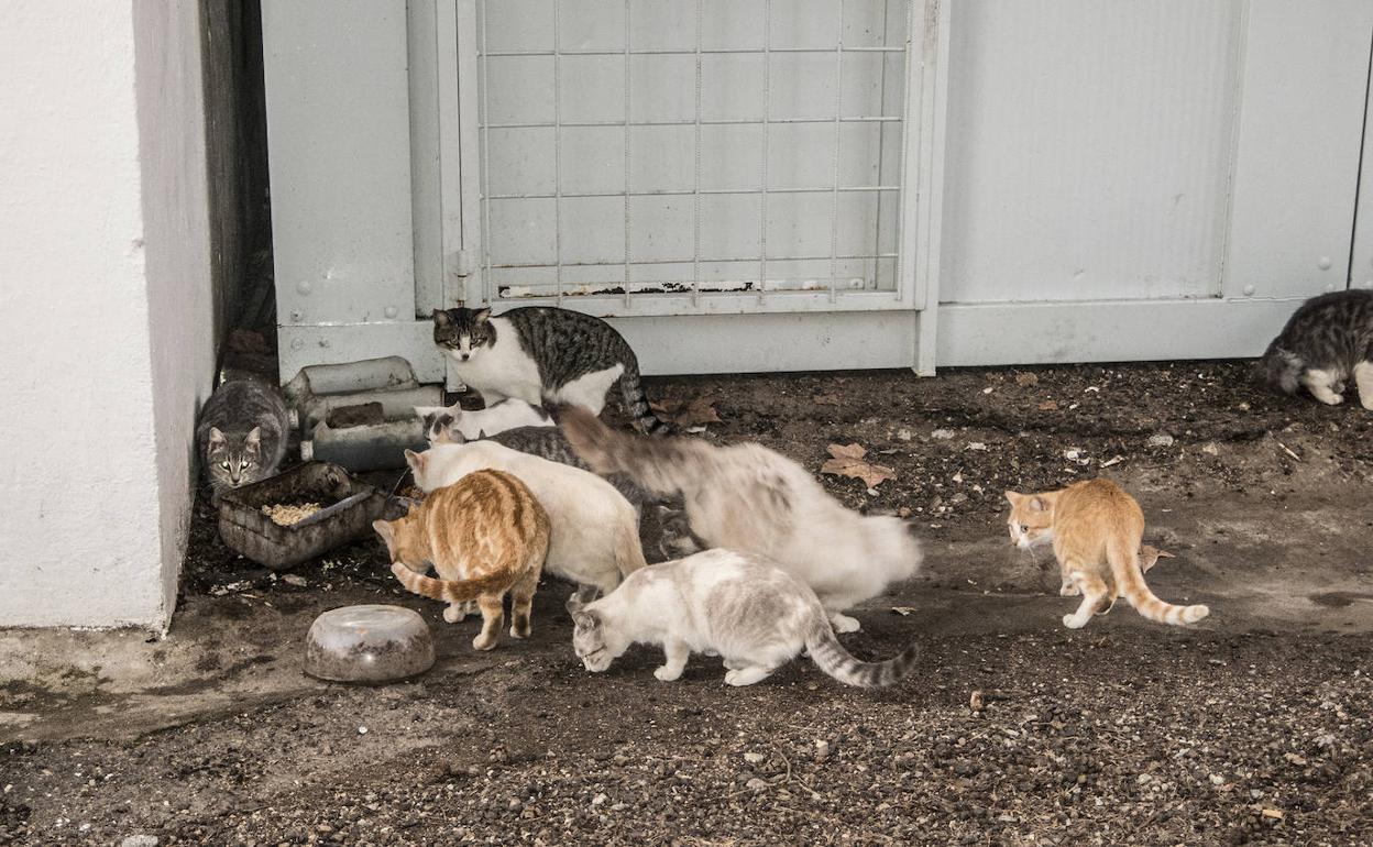 Una colonia de gatos se alimenta en la puerta de una vivienda. 