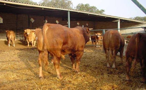 Avanza la tramitación de las ayudas para el vacuno de cebo