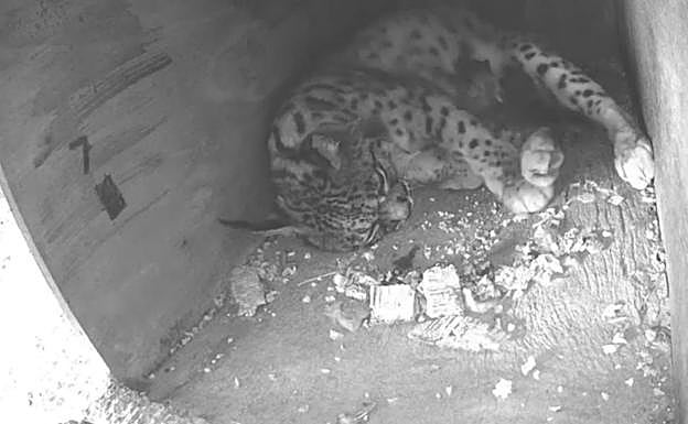 Estela pare tres cachorros de lince ibérico en el centro de cría de Zarza de Granadilla