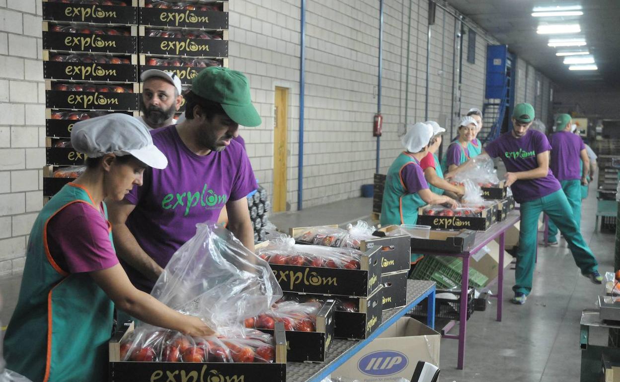 Trabajadores en una central hortofrutícola en Valdelacalzada. 