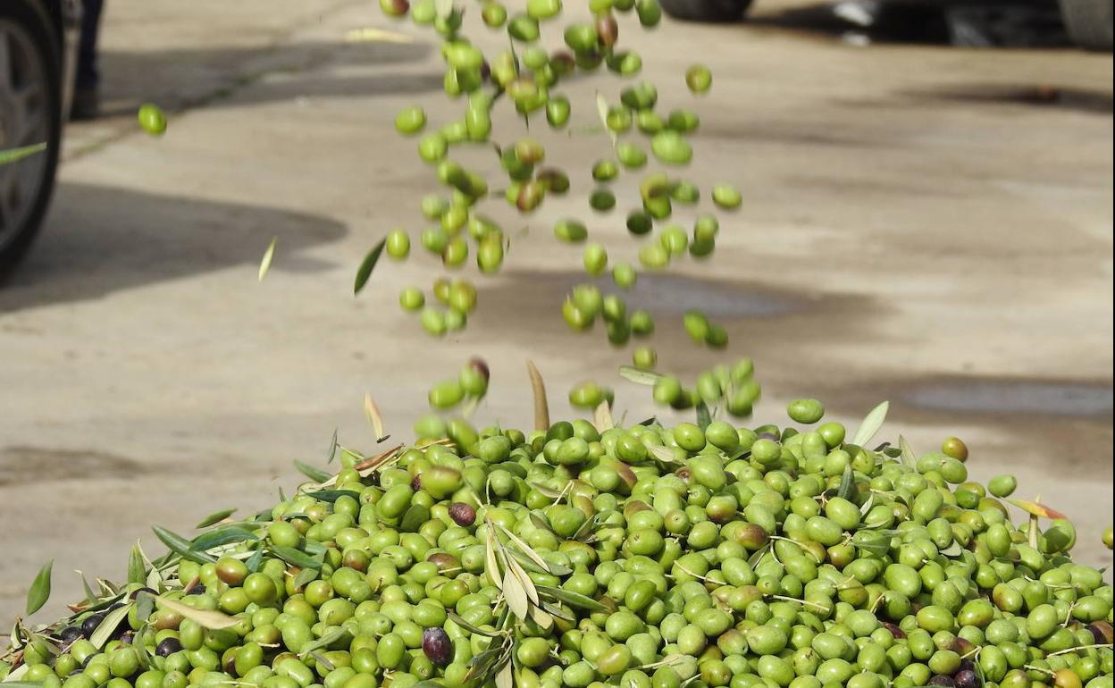 Aceitunas en la intimidad