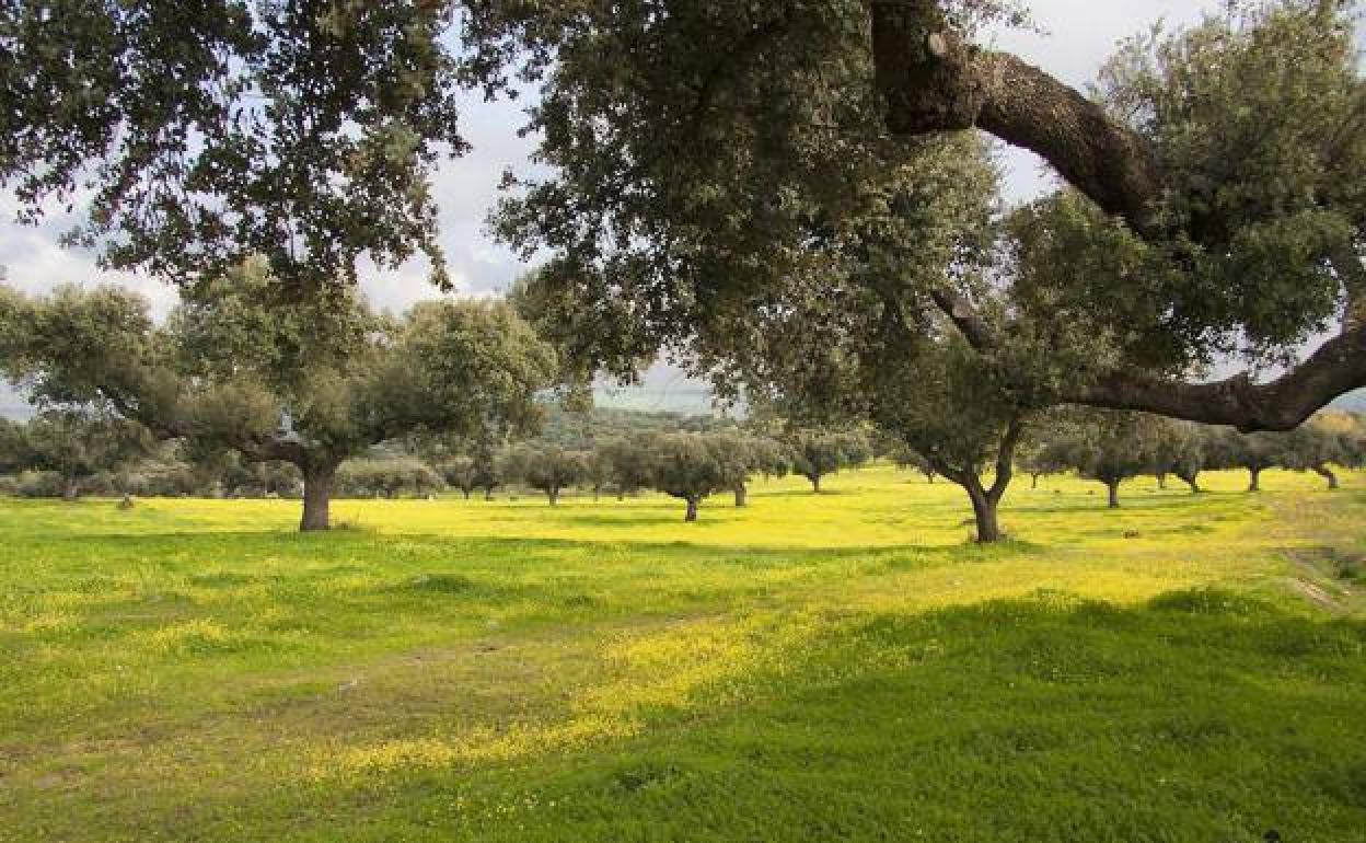 El Gobierno destina 40 millones a ayudas para el desarrollo de productos agrarios