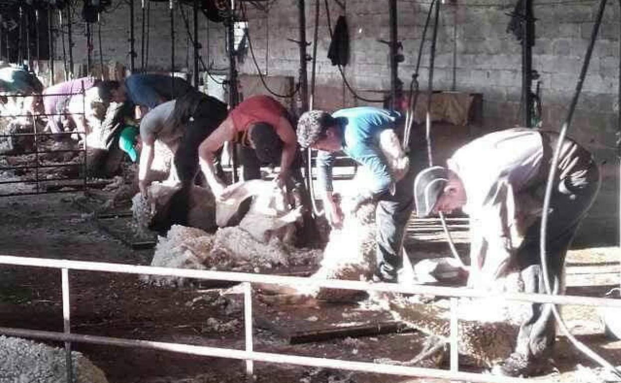 Imagen de archivo de unos esquiladores uruguayos en una explotación ganadera extremeña.