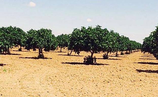 Apag considera «insuficiente» la reducción para agricultores en la declaración de la renta