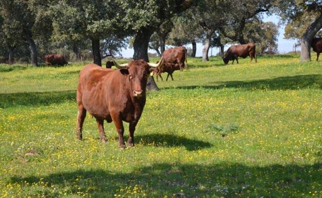 La Junta de Extremadura amplía el plazo para solicitar la PAC