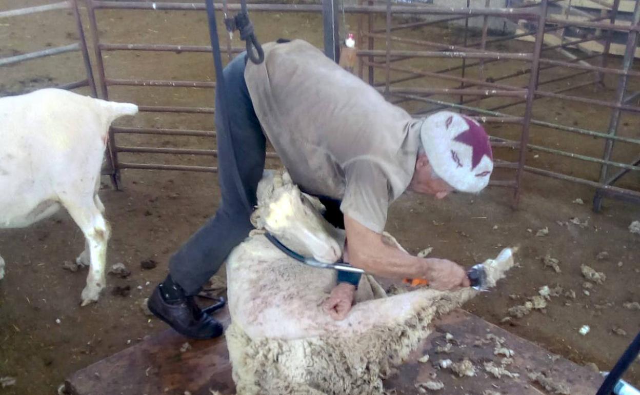 Uno de los esquiladores de vuelta al trabajo tras el confinamiento. 