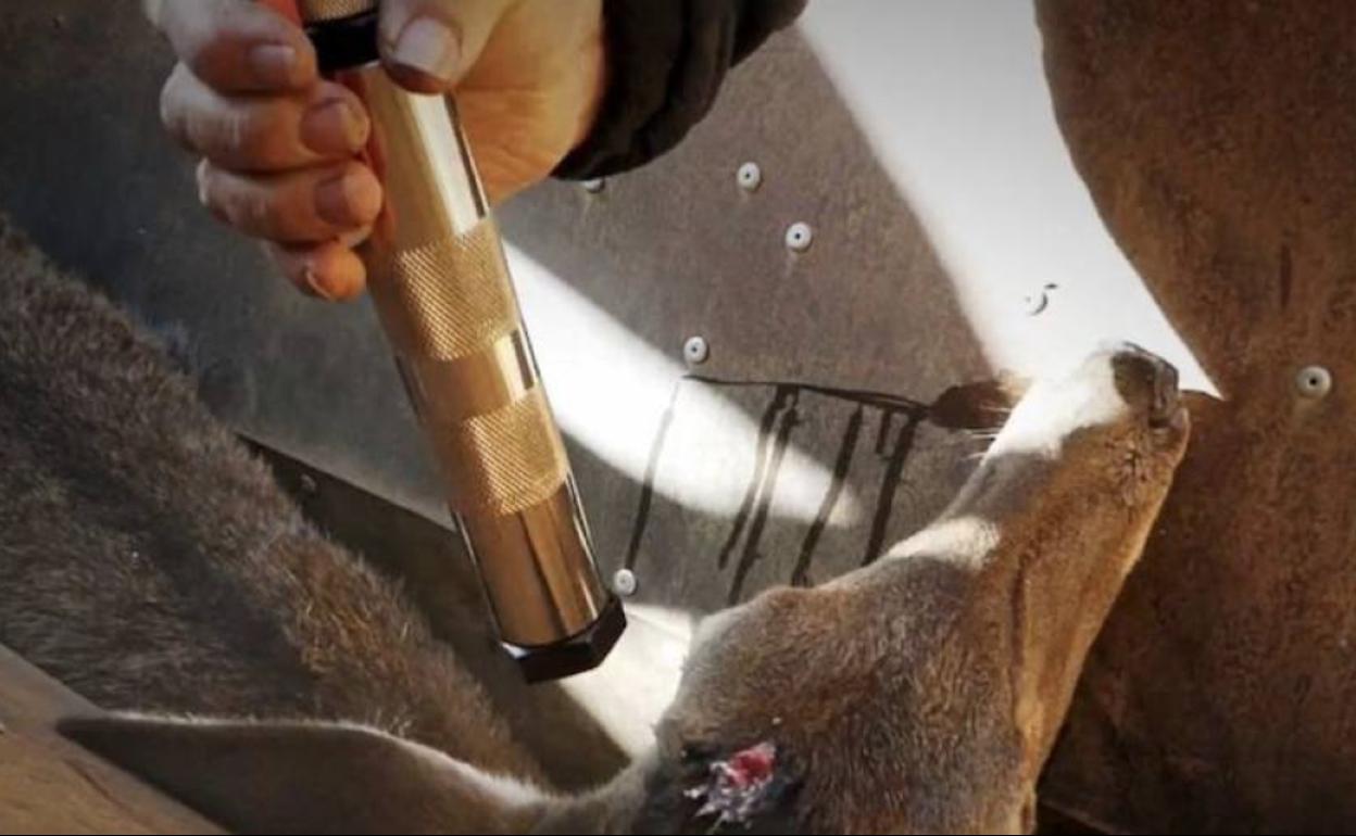 Fedexcaza denuncia la matanza de cuarenta animales en Monfragüe por trabajadores de Tragsa