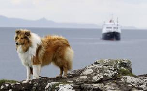 Collie de pelo largo