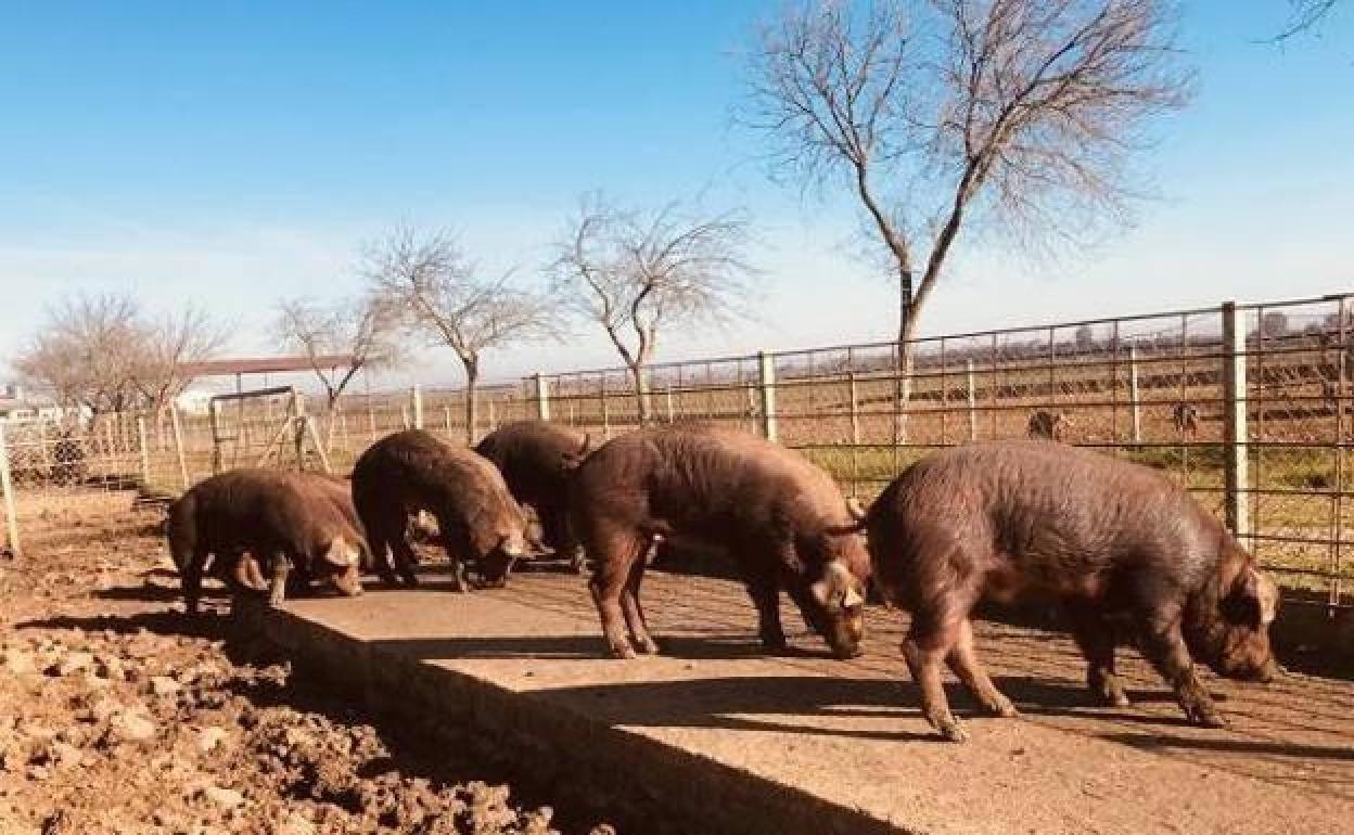 Agricultura impulsa la creación de un centro nacional de referencia de bienestar animal