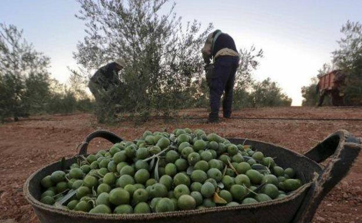 A por la 'tercera revolución' oleícola: así será el olivar dentro de 15 años