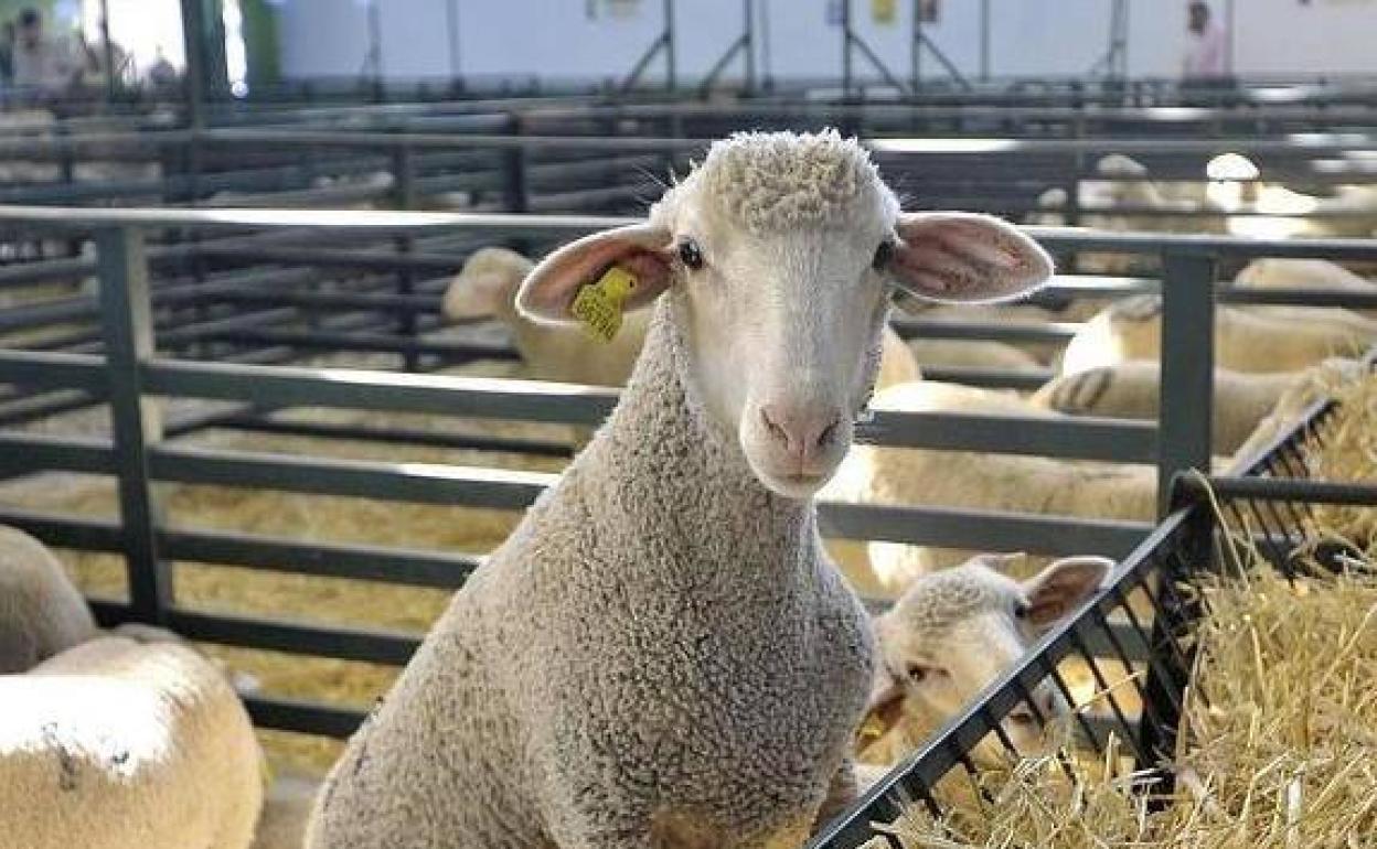 La Diputación de Badajoz participa en la subasta de ganado merino de la feria de La Siberia